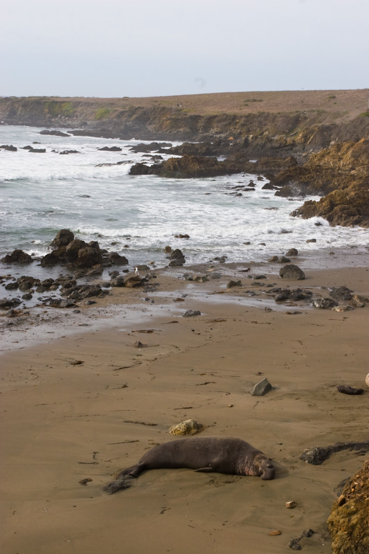 Northern Elephant Seal On Beach